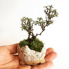 ほっこりナチュラルなシンプルライフに♡ ミニ盆栽のある暮らしが可愛いの画像