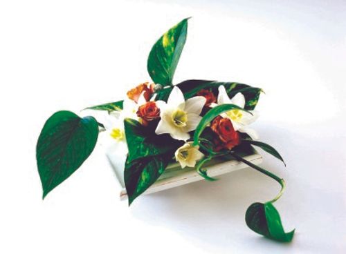 これを使えば通のアレンジに変身 使いたいグリーン Greensnap グリーンスナップ