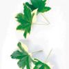 円形のアレンジに最適な葉！これで腕前アップの画像