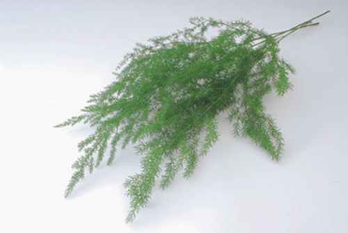 これを知れば グリーンの扱いがうまくなる 葉物の水揚げ 管理のコツ Greensnap グリーンスナップ