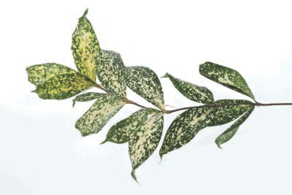 フロリダビューティー