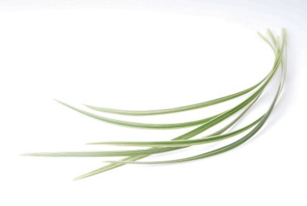 24 ミスカンサス_1