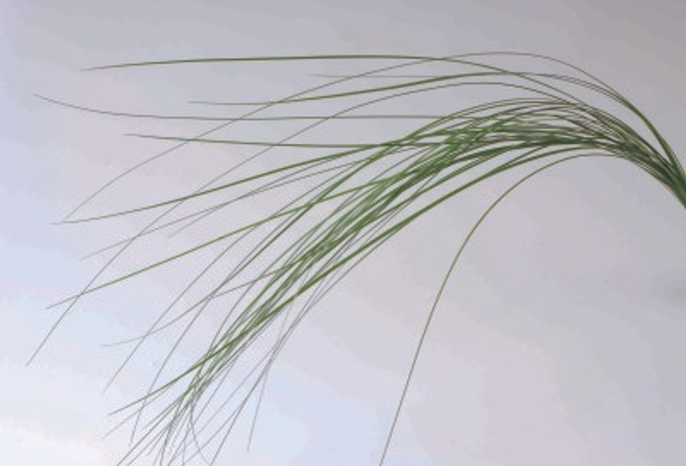 15 スチールグラス