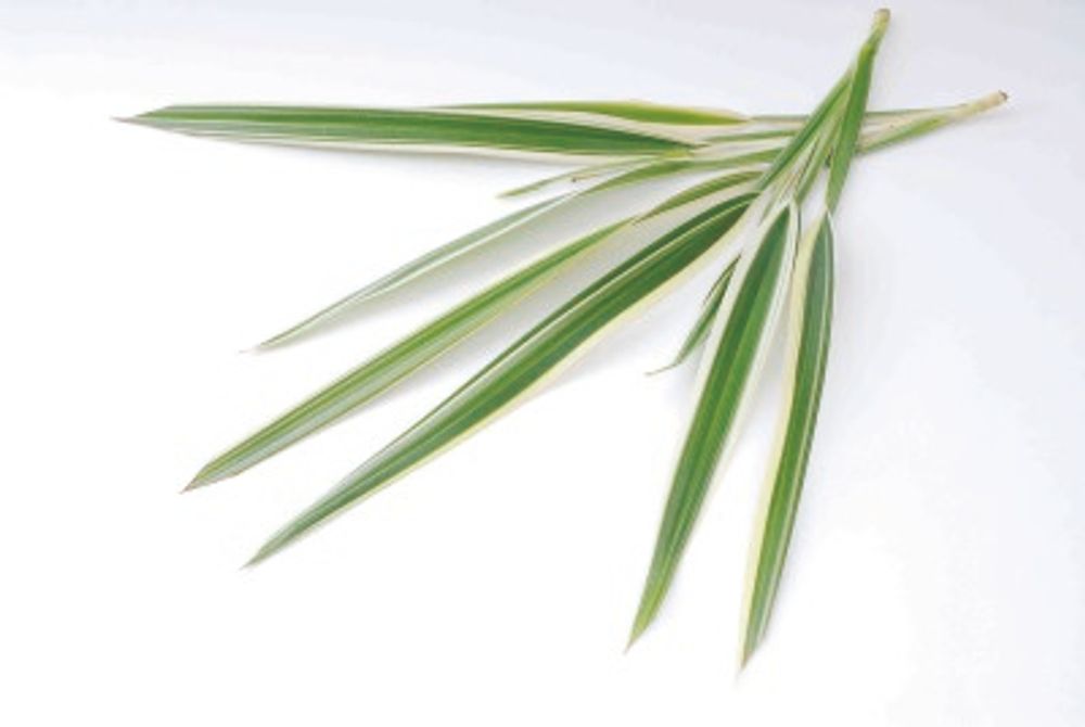 08 キキョウラン