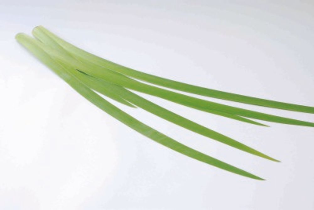 06 オクラレルカ