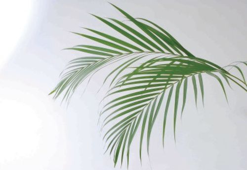 葉物を形で分けてよく知ろう 花束や生け花にも入っている葉っぱは Greensnap グリーンスナップ 葉物を形で分けてよく知ろう 花束や生け花にも入っている葉っぱは Greensnap グリーンスナップ