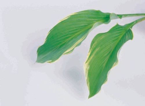 葉物を形で分けてよく知ろう 花束や生け花にも入っている葉っぱは Greensnap グリーンスナップ