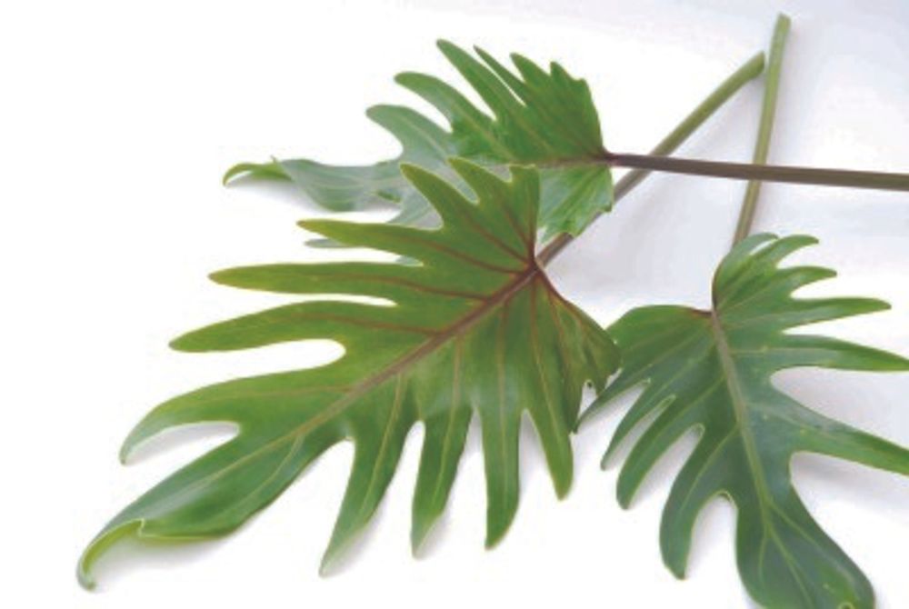 10 クッカバラ_1