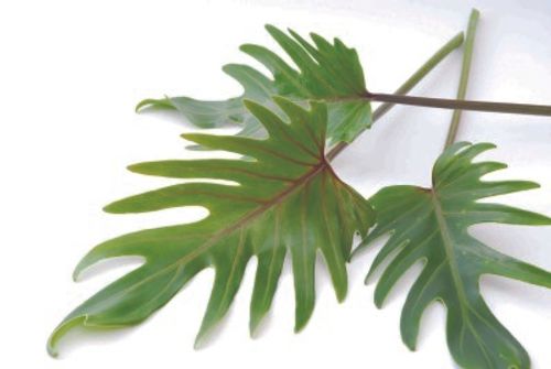 葉物を形で分けてよく知ろう 花束や生け花にも入っている葉っぱは Greensnap グリーンスナップ