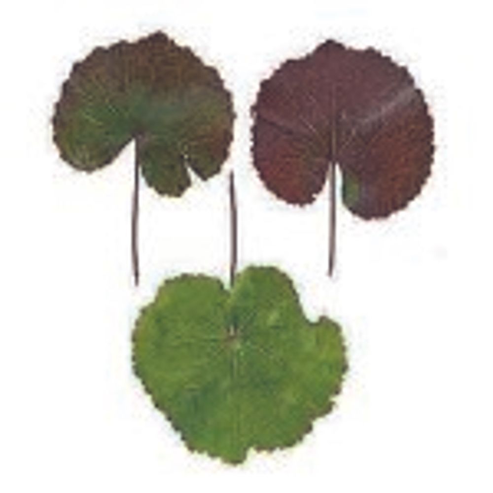 12 ゲーラックス