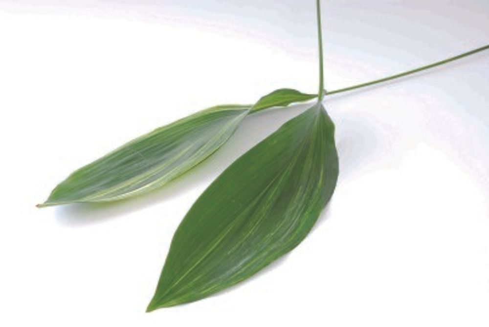 23 シマハラン_1