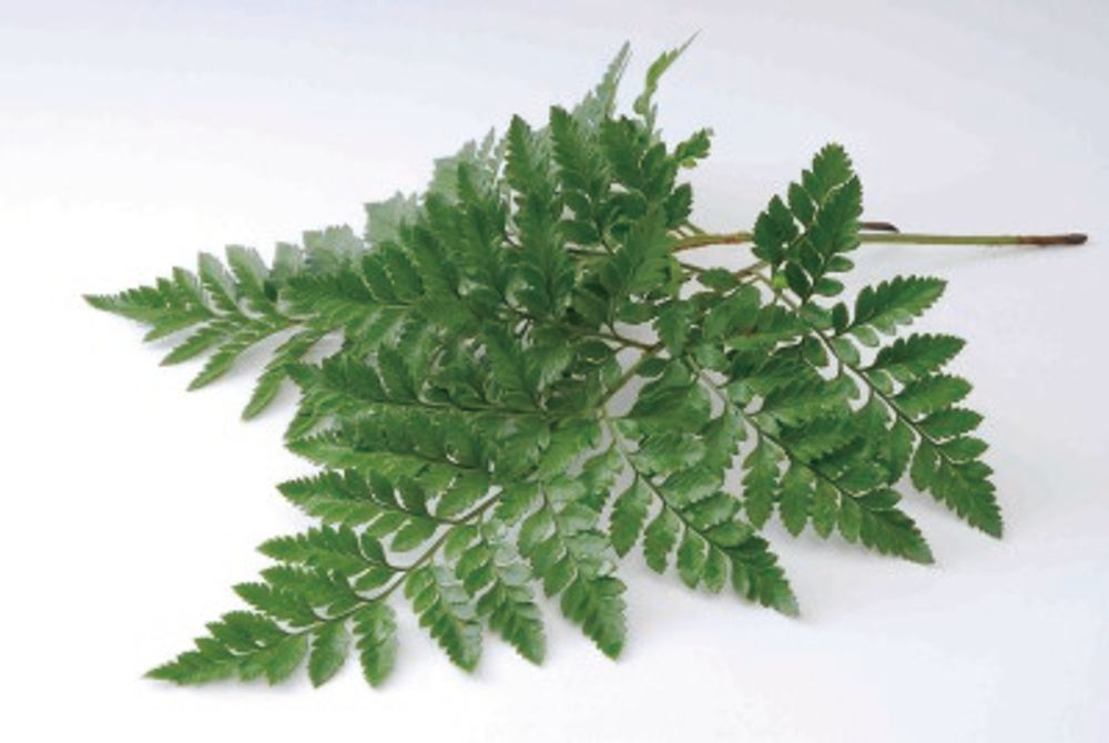 28 レザーファン