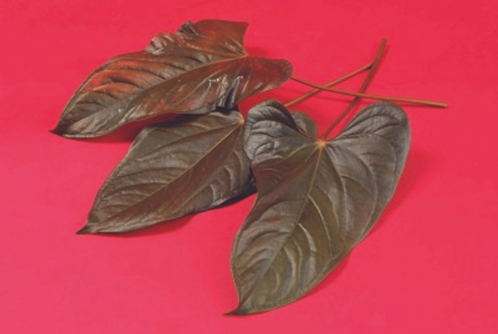 アンスリウムの葉