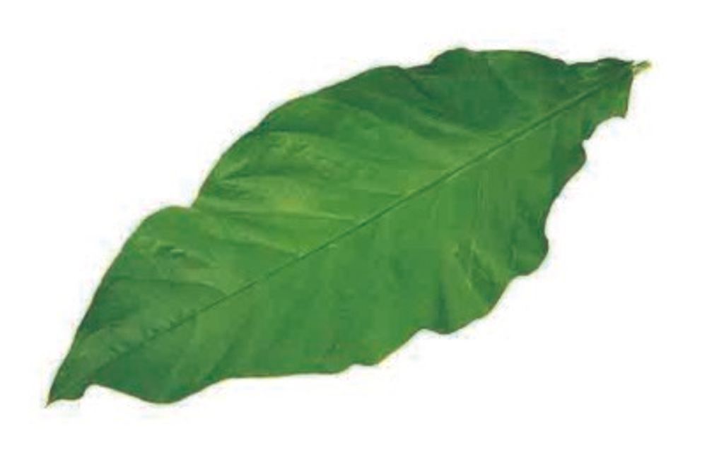 ジャングルブッシュ