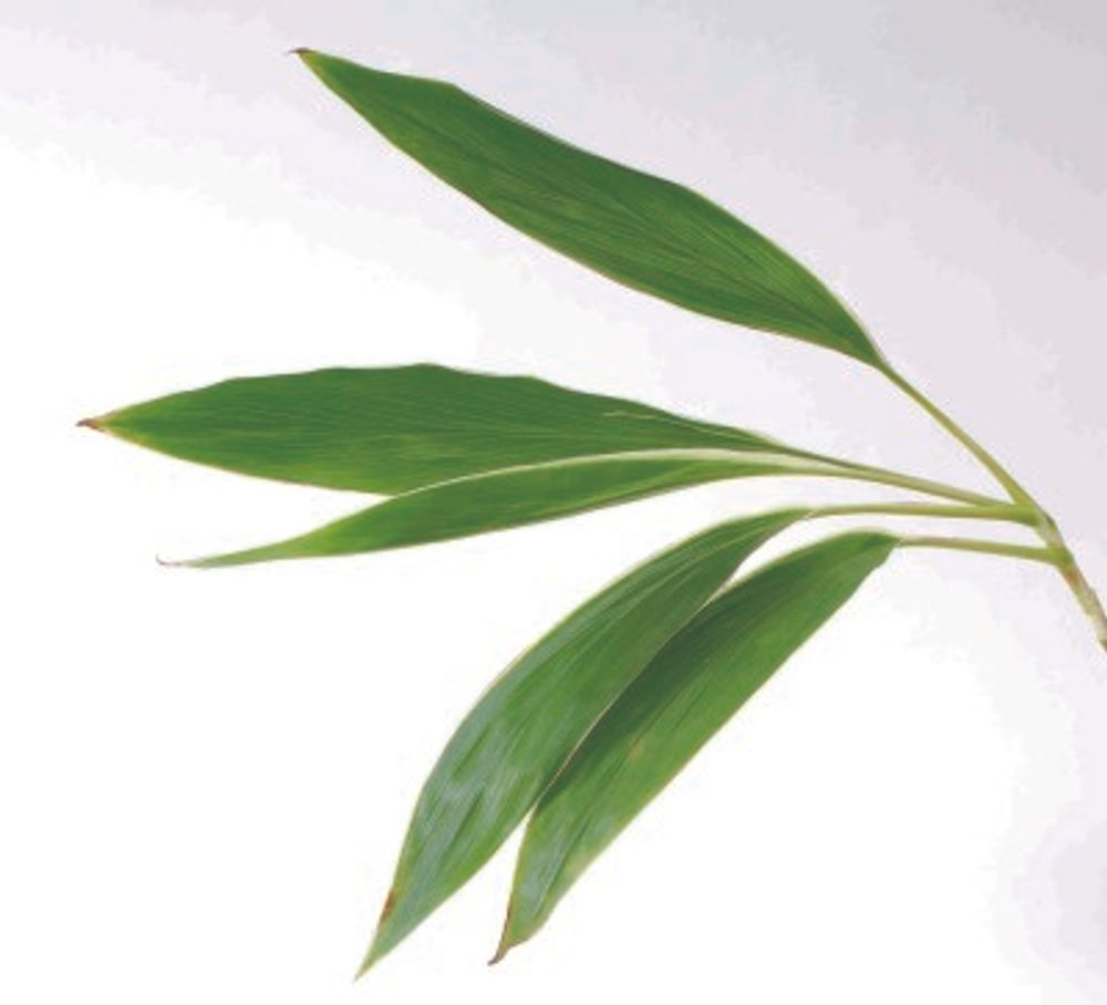 ドラセナ・コルディリネ