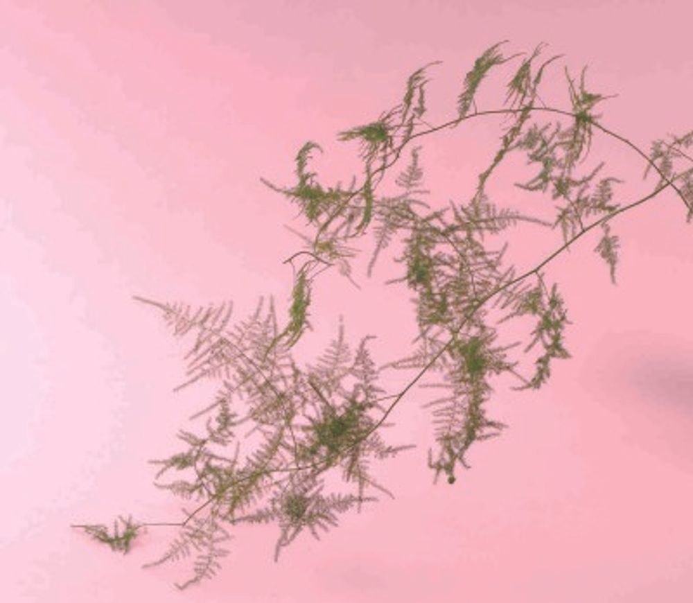 01 アスパラガスプルモーサス_1