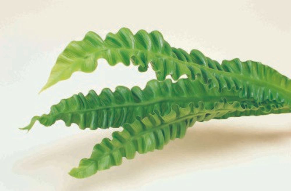 03 エメラルドウェーブ_1