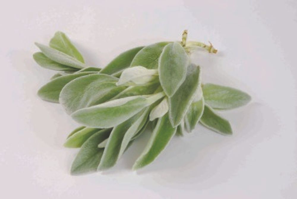 26 ラムズイヤー_1