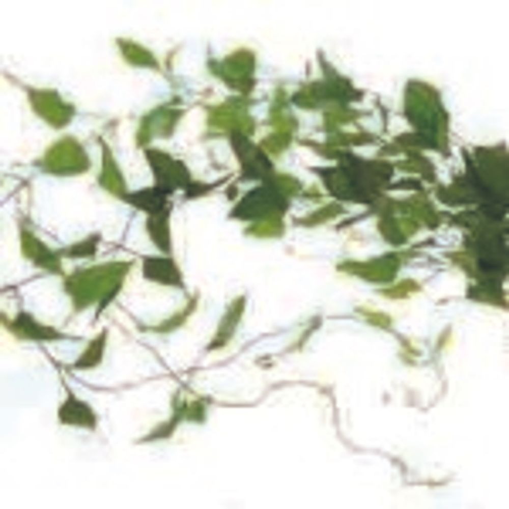 27 リキュウソウ