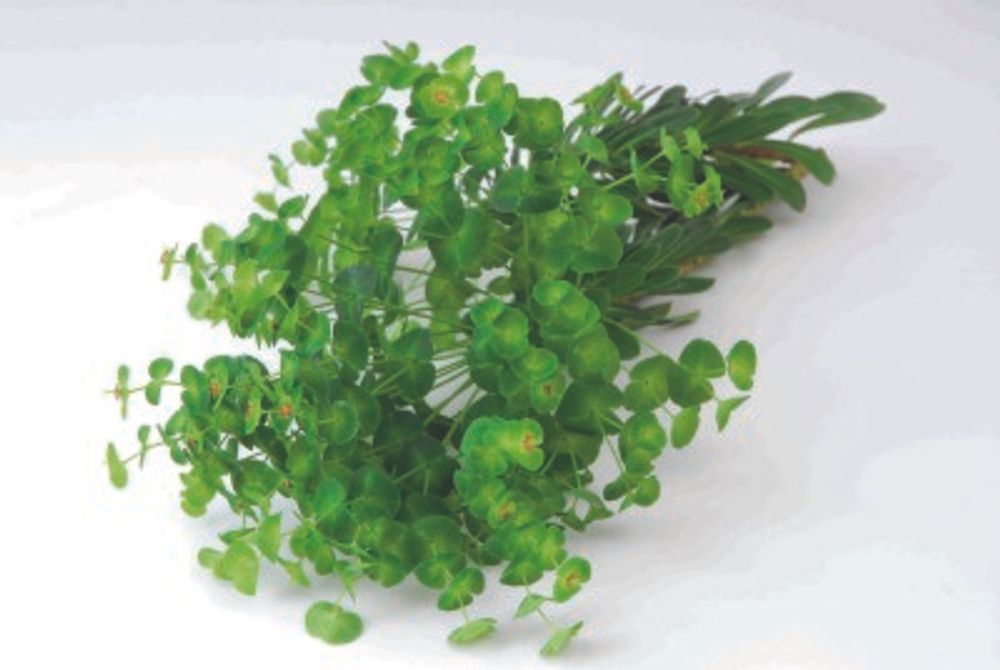 ユーフォルビア