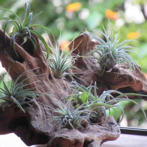 流木とグリーンは相性抜群 素敵なアイデアいっぱいの流木インテリア Greensnap グリーンスナップ