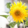 ヒマワリの切り花を長持ちさせるコツは？ タネを取るには？　など ヒマワリにまつわるトリビア４題。の画像