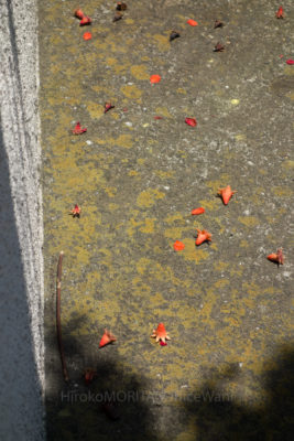 え 地面にタコさんウインナー 正解は ザクロ の花です Greensnap グリーンスナップ