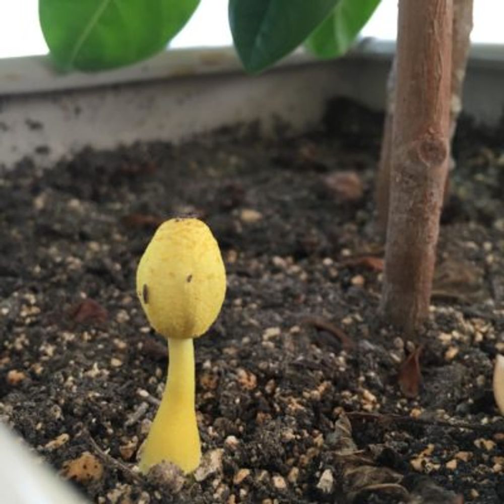 観葉植物に生える黄色いキノコ