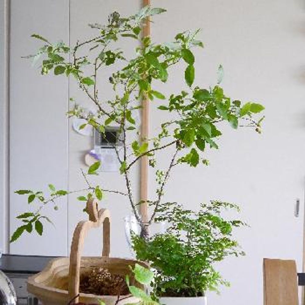 1435655296067_thum_1435655295067_thum_tmp