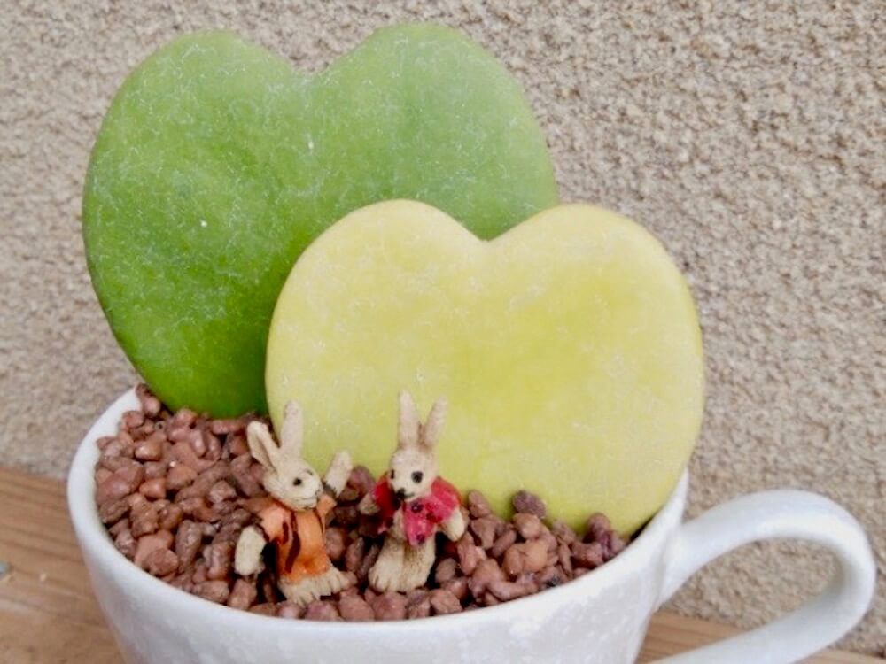 ミニ観葉植物　ホヤ