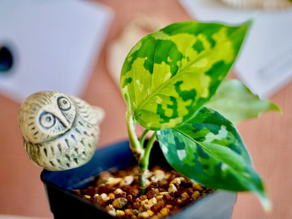 アグラオネマ　ミニ観葉植物