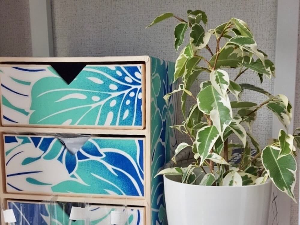 ミニ観葉植物　ベンジャミン