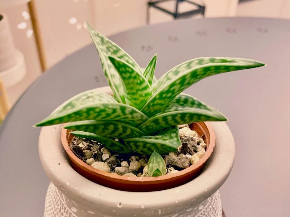 ミニ観葉植物　アロエ