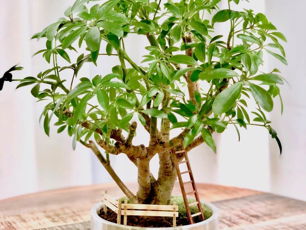 ミニ観葉植物選 卓上に飾れるおしゃれな小さい種類とは Greensnap グリーンスナップ
