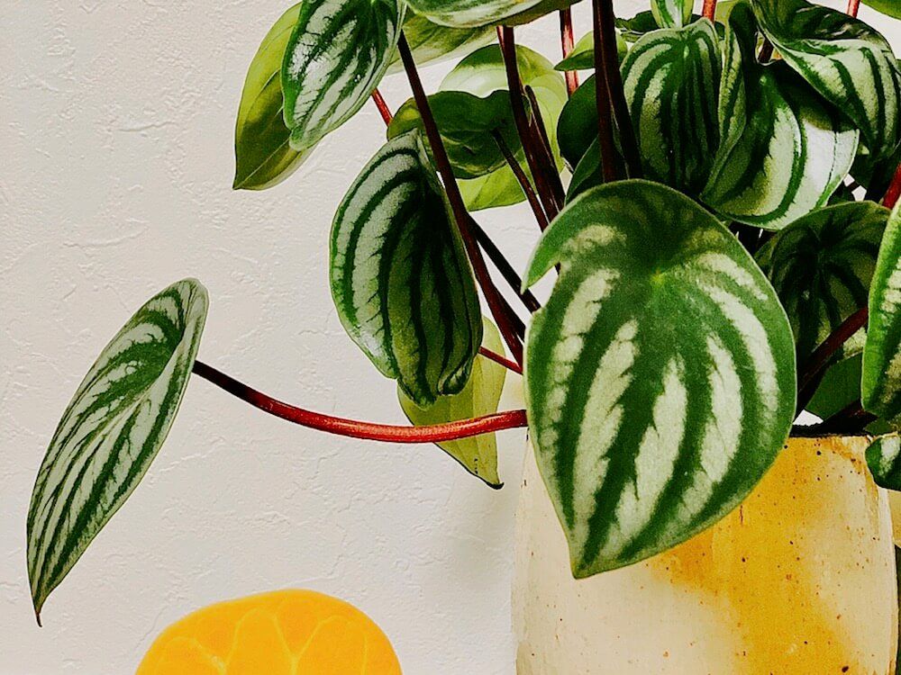 ミニ観葉植物　ペペロミア