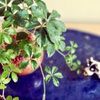 小さい観葉植物を飾ろう！おしゃれな種類や水やりと植え替えのコツとは？の画像