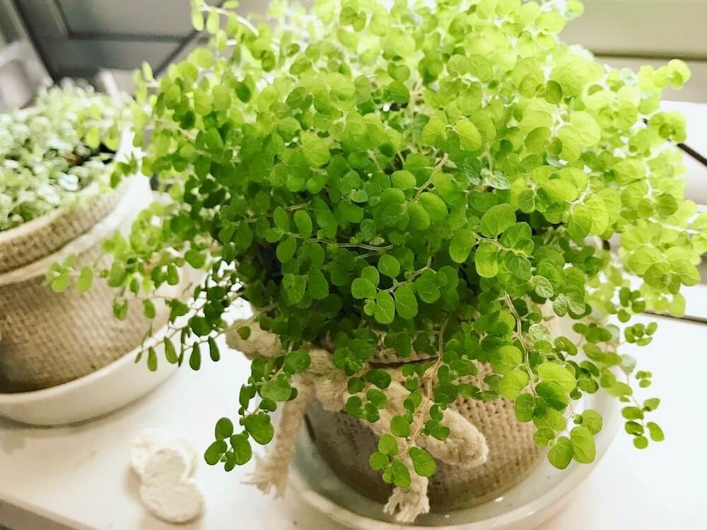 ベビーティアーズ　ミニ観葉植物