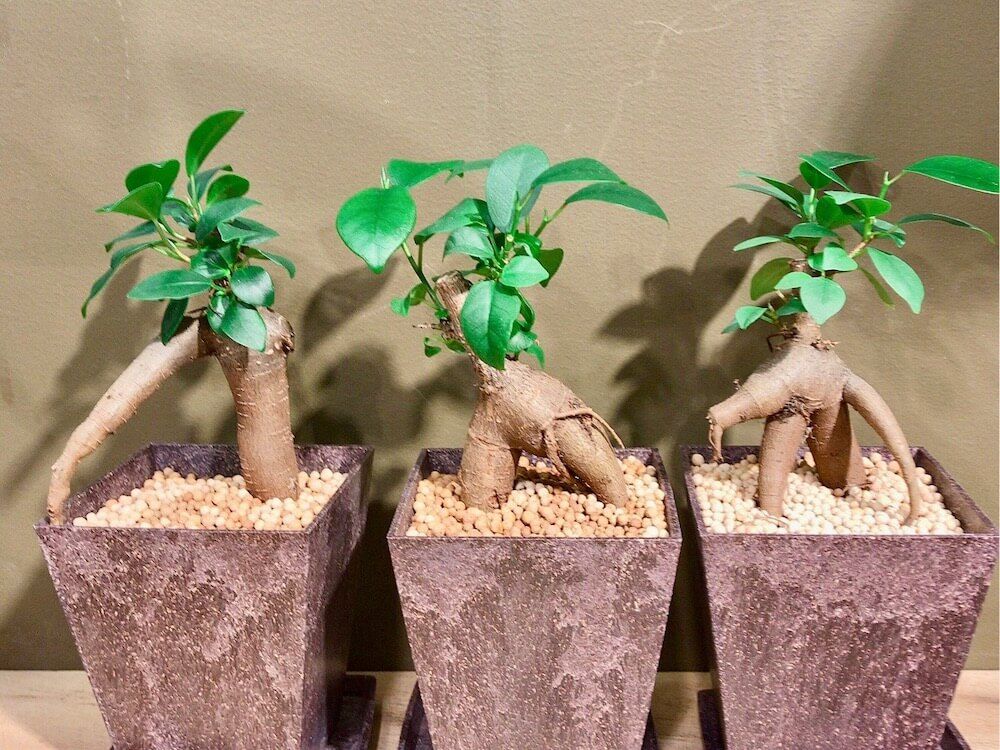 ミニ観葉植物　ガジュマル