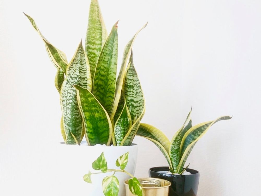 ミニ観葉植物　サンスベリア