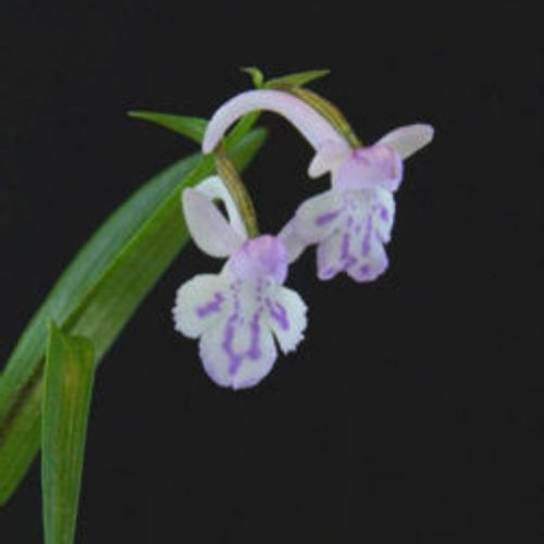 実録 植物とお金にまつわる怖いハナシ １ 高価なランは金庫へ入れておけ ウチョウラン Greensnap グリーンスナップ