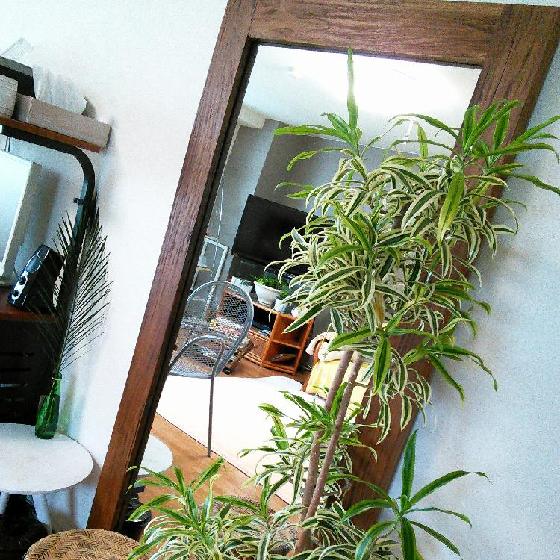 人気の観葉植物ソングオブインディアナの特徴と育て方｜?GreenSnap 