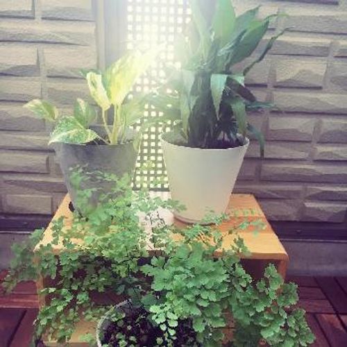 室内で育てやすい観葉植物の選び方 Greensnap グリーンスナップ