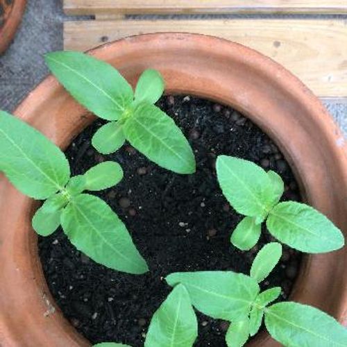 格安で観葉植物が買える通販のご紹介 Greensnap グリーンスナップ