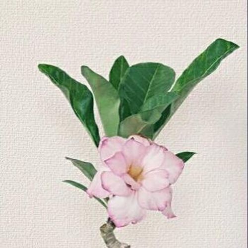 格安で観葉植物が買える通販のご紹介 Greensnap グリーンスナップ