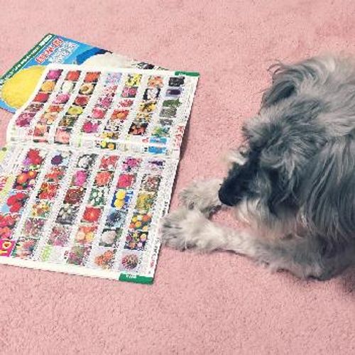 もらって嬉しい観葉植物カタログギフトのすゝめ Greensnap グリーンスナップ