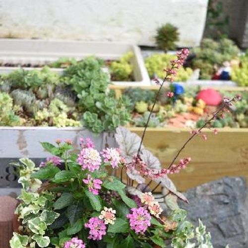 観葉植物をギフトで送る場合にはカタログもぜひ利用してみよう Greensnap グリーンスナップ