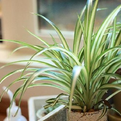 暗い部屋でも安心 おすすめの室内用植物について Greensnap グリーンスナップ