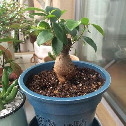 暗い部屋でも安心 おすすめの室内用植物について Greensnap グリーンスナップ