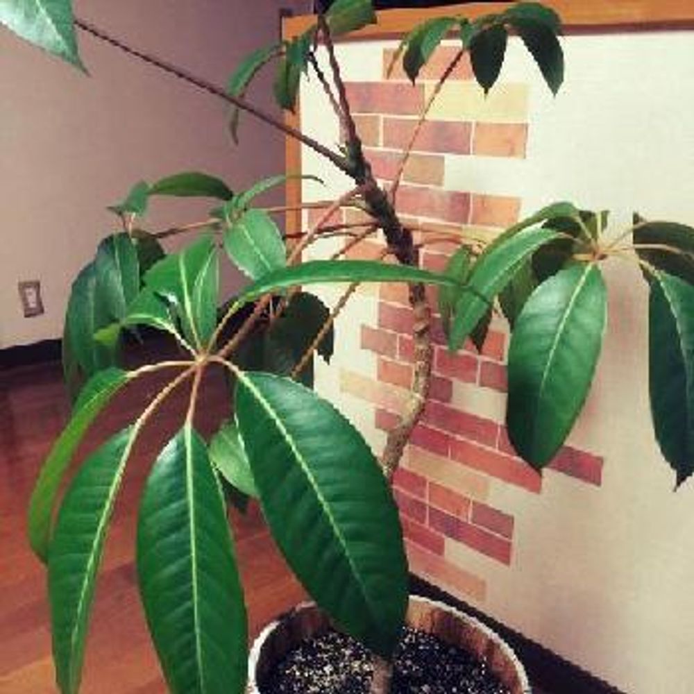 Photo by つーさんさん@GreenSnap