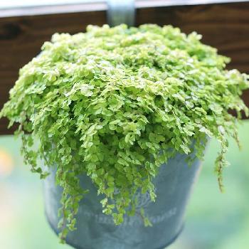 見て可愛い 飾って可愛い ミニ観葉植物人気ランキング Greensnap グリーンスナップ